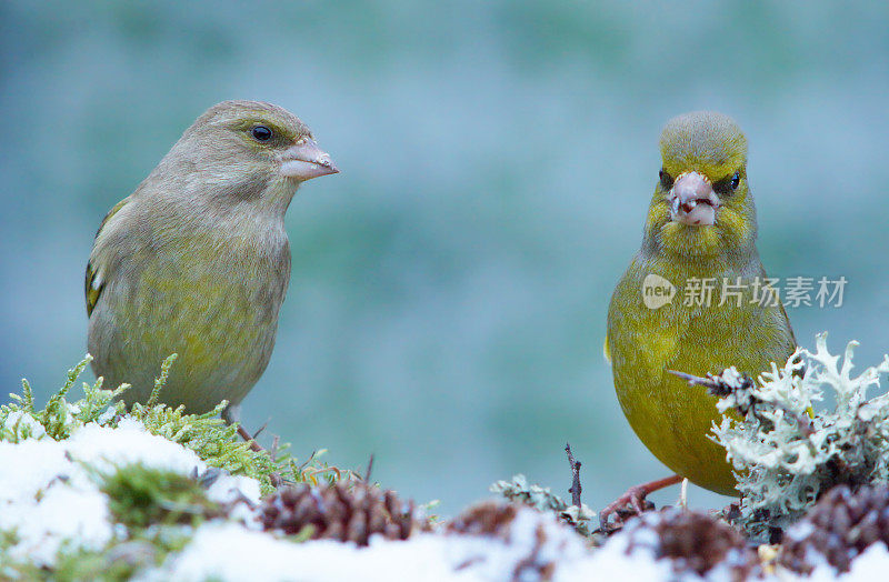 秃鹰greenfinch ?s